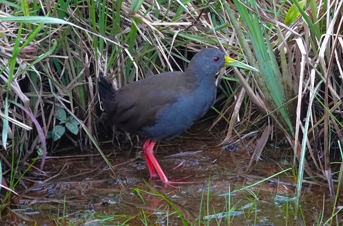 Blackish Rail - ML611907797