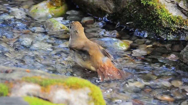 Hermit Thrush - ML611907812