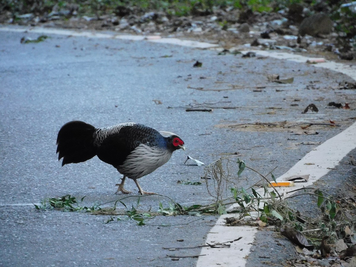 Kalij Pheasant - ML611907849