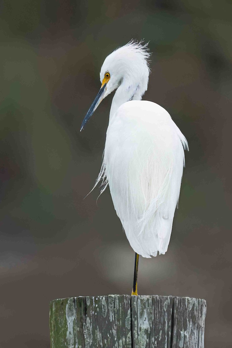 Snowy Egret - Holger Schneider