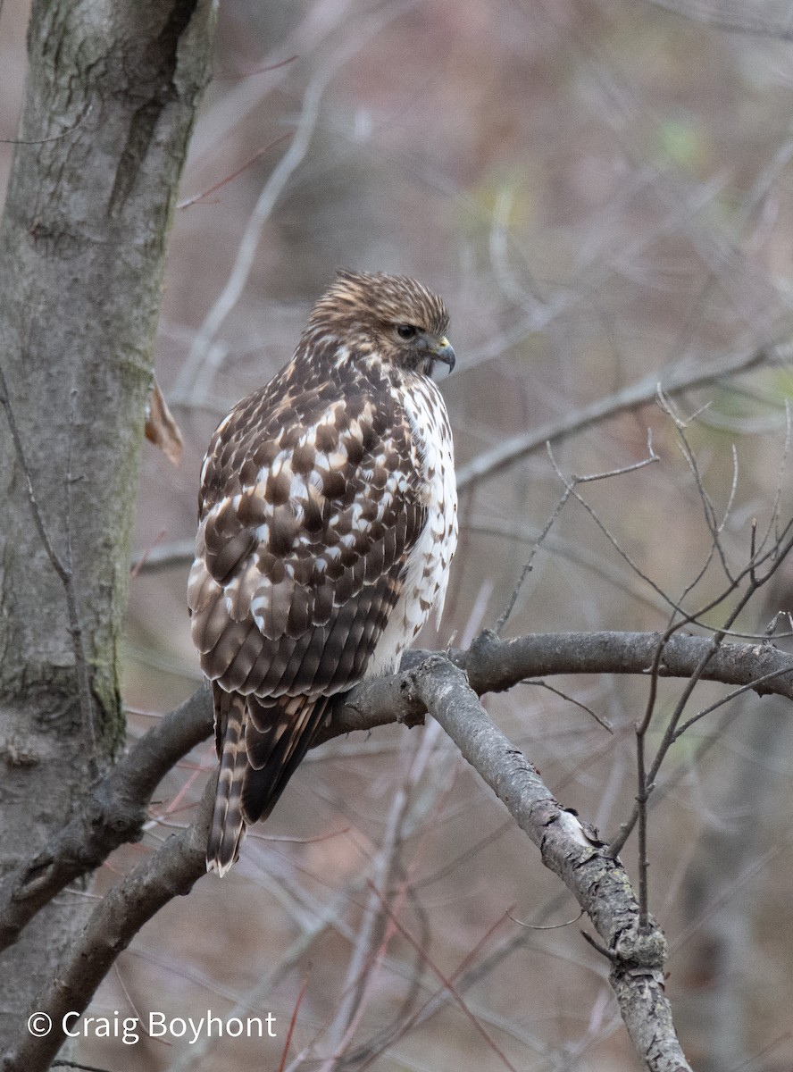 Red-shouldered Hawk - Craig Boyhont