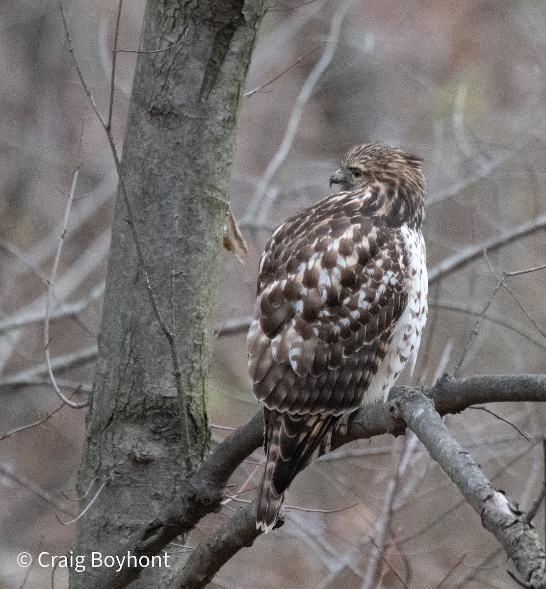 Red-shouldered Hawk - Craig Boyhont