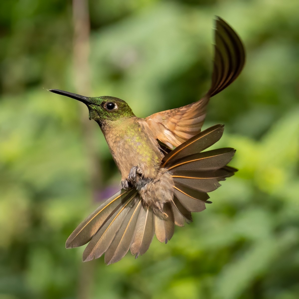 Fawn-breasted Brilliant - ML611907879