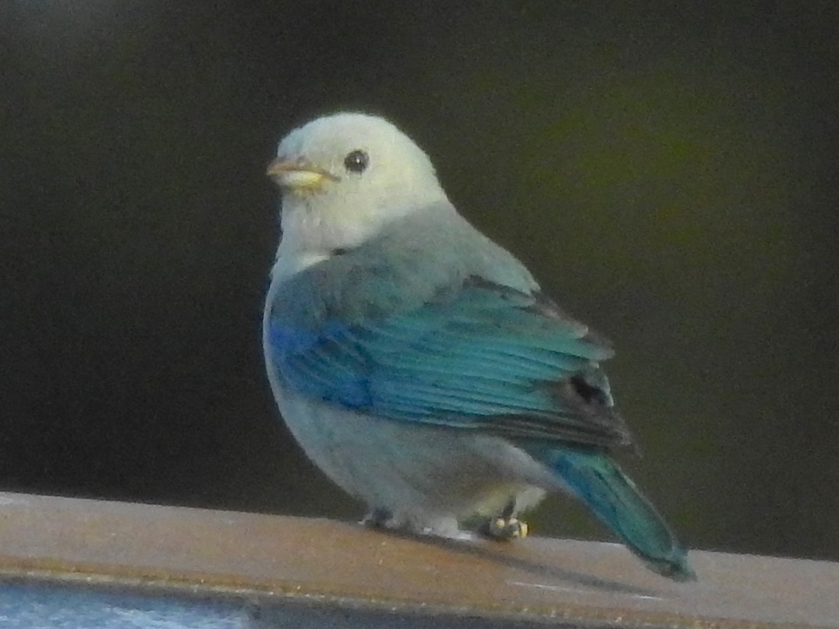 Blue-gray Tanager - ML611907902