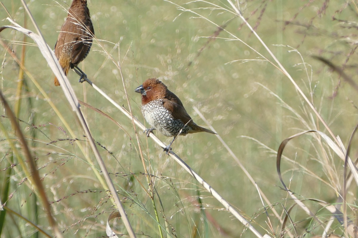 Scaly-breasted Munia (Checkered) - James Muller