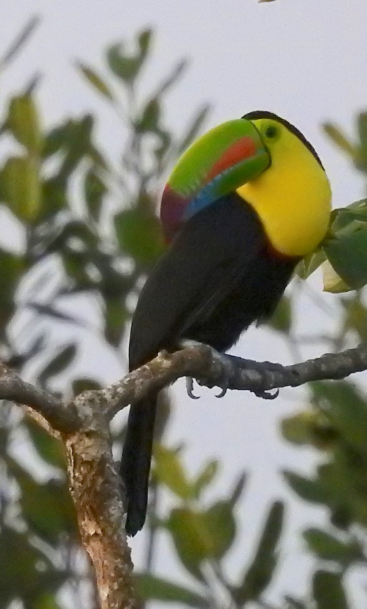 Keel-billed Toucan - ML611907978