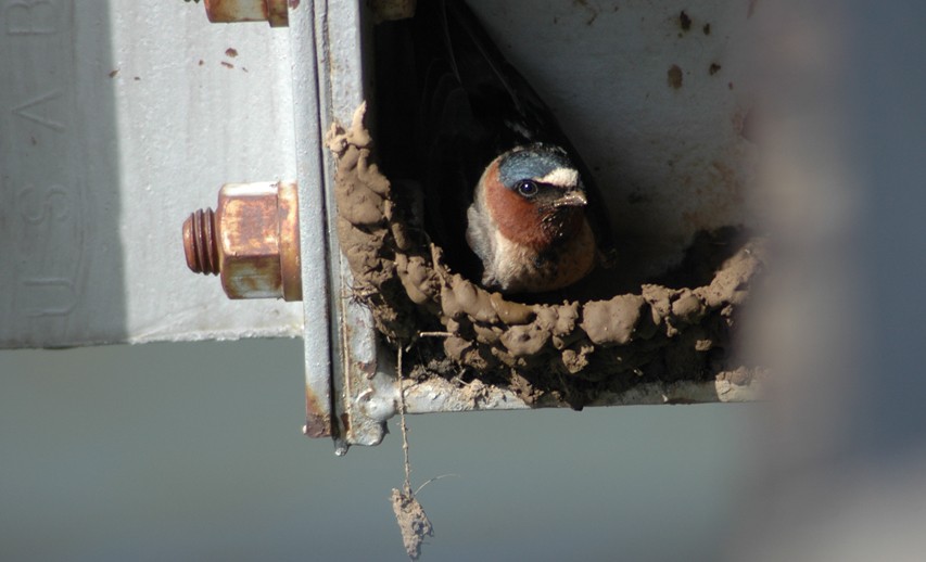 Cliff Swallow - Detlef Stremke