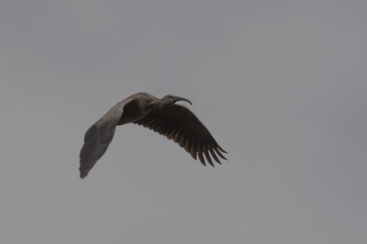 ibis běločelý - ML611908067