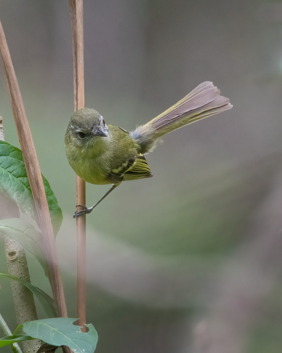 Mottle-cheeked Tyrannulet - ML611908074