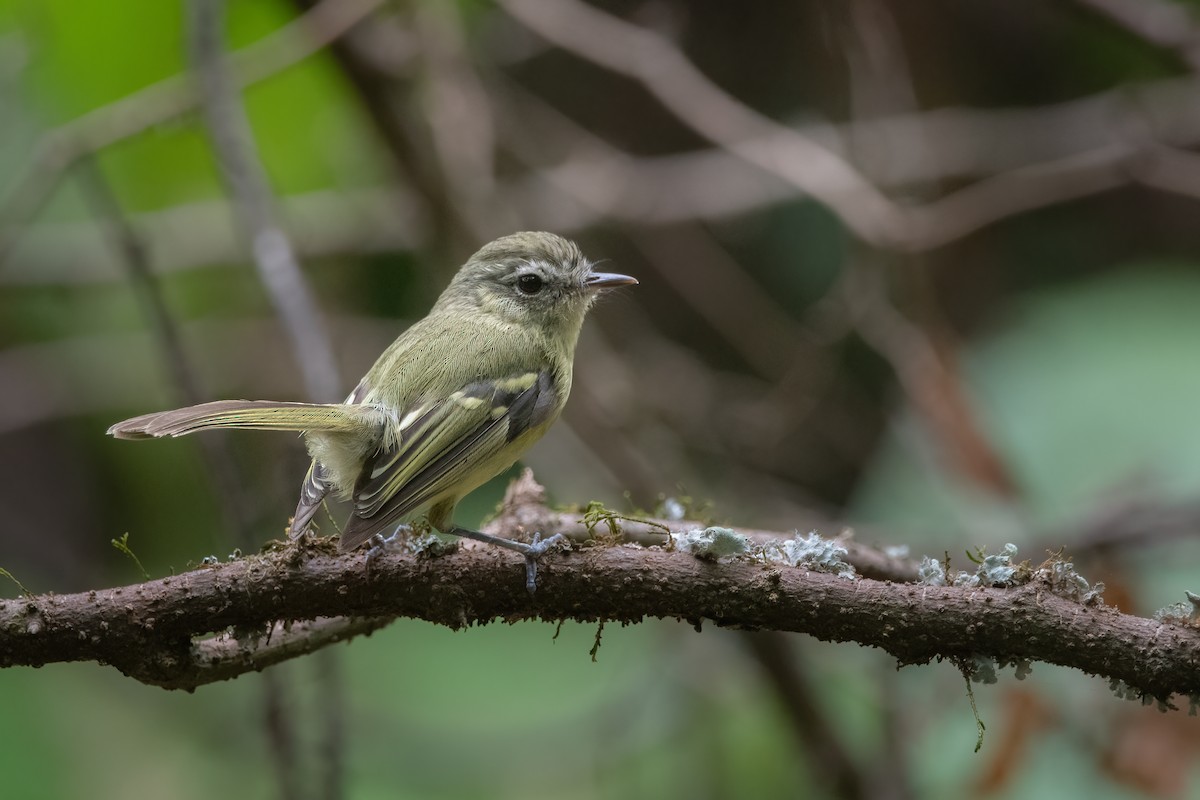 Mottle-cheeked Tyrannulet - ML611908075