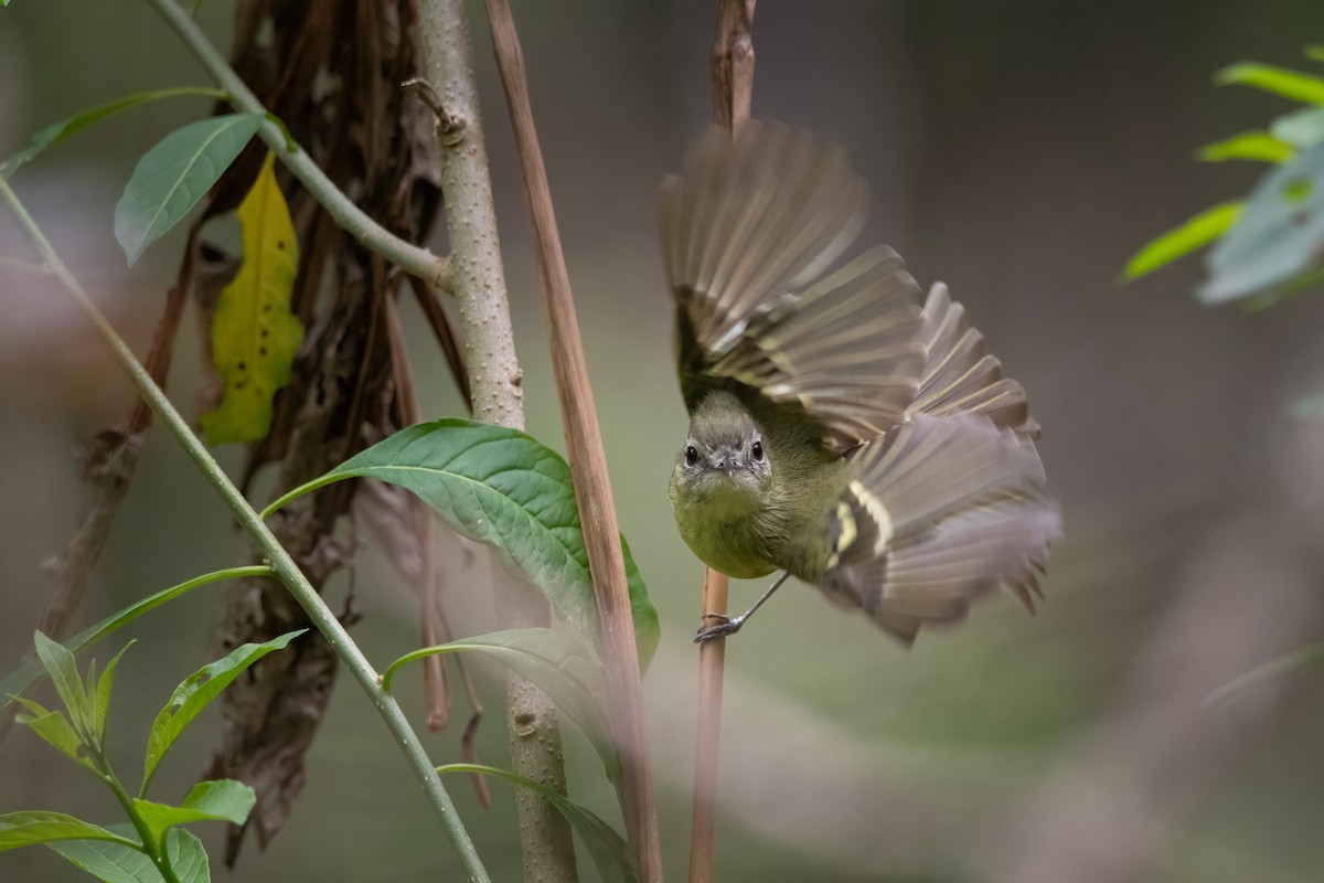 Mottle-cheeked Tyrannulet - ML611908076