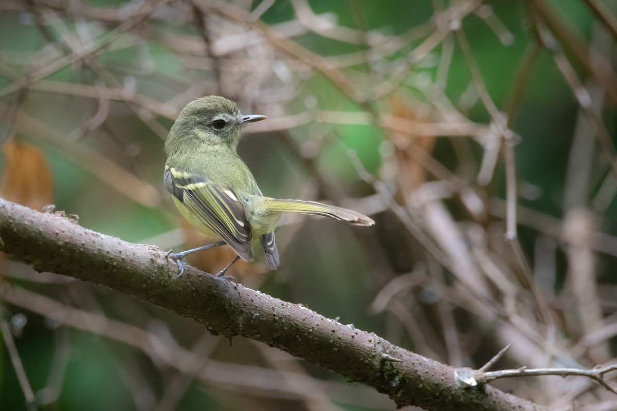 Mottle-cheeked Tyrannulet - Pablo Re