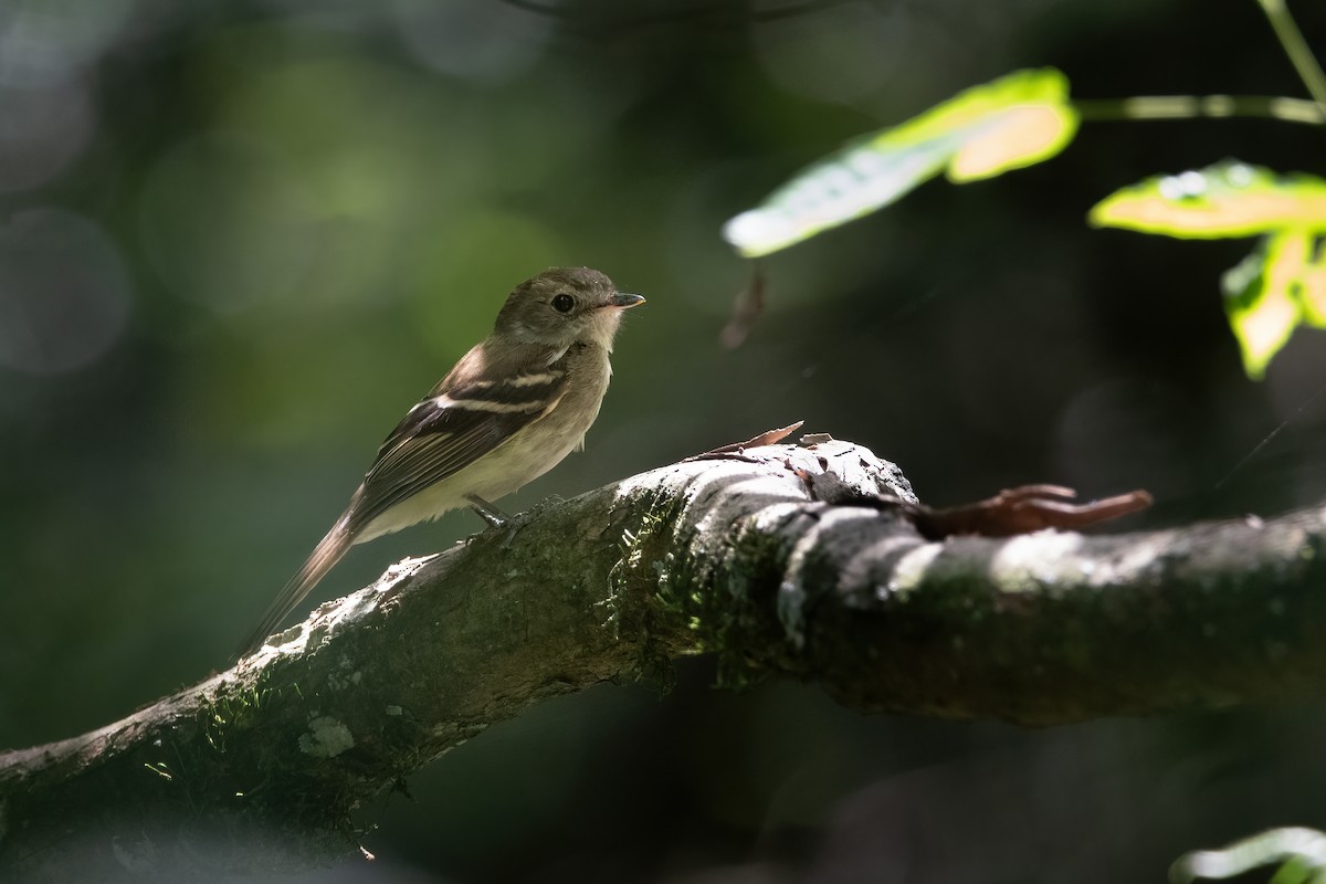 Fuscous Flycatcher - Pablo Re