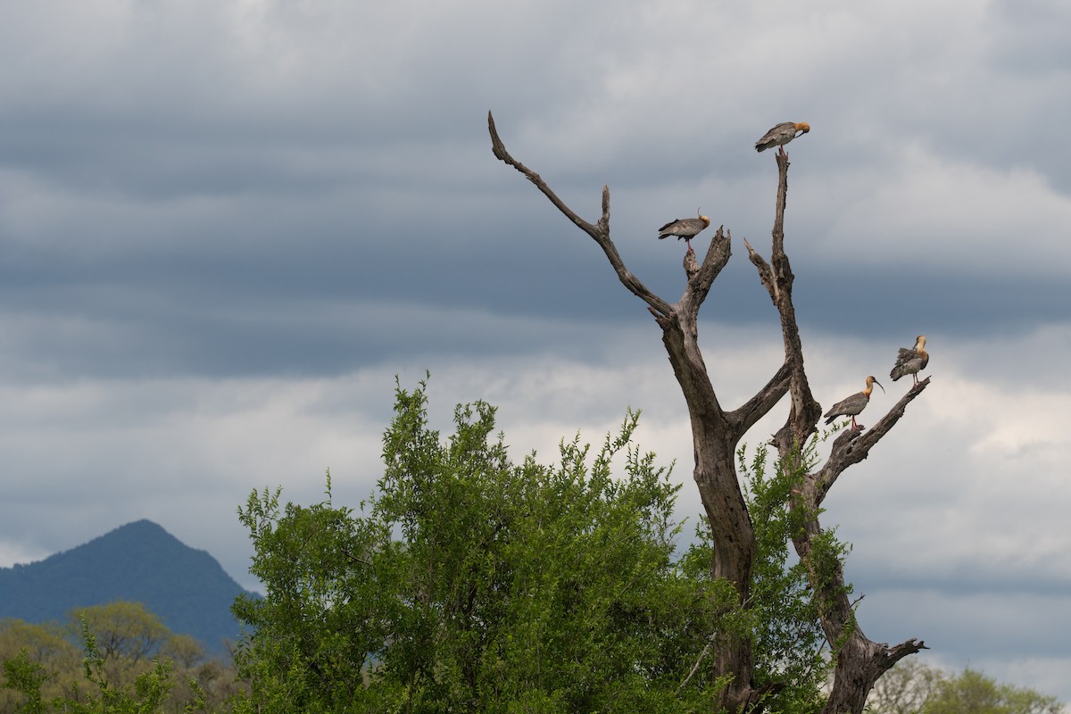 Buff-necked Ibis - ML611908094