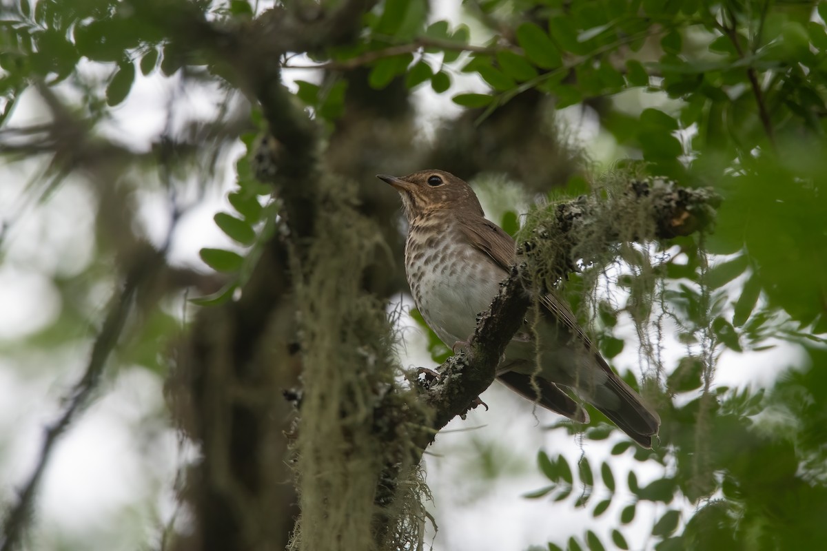 Swainson's Thrush - ML611908096