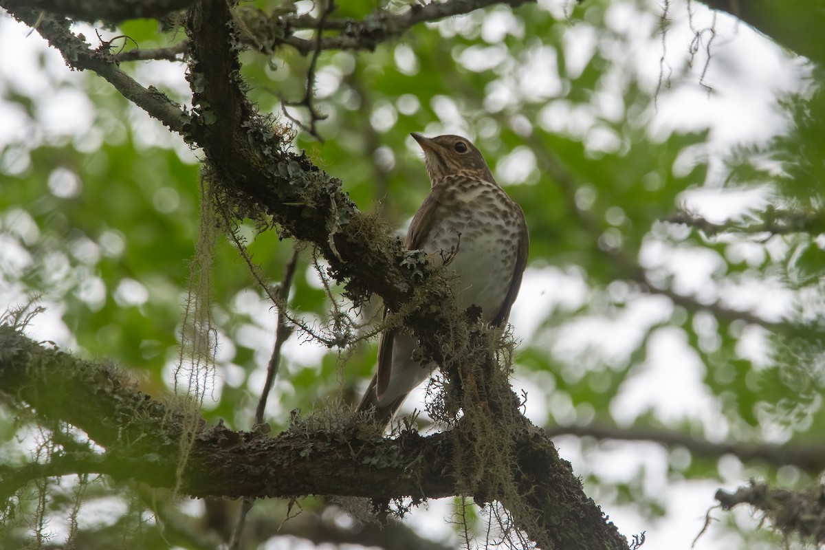 Swainson's Thrush - ML611908097