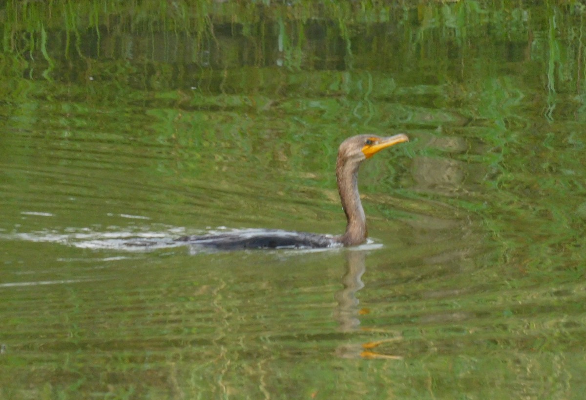 Double-crested Cormorant - ML611908114