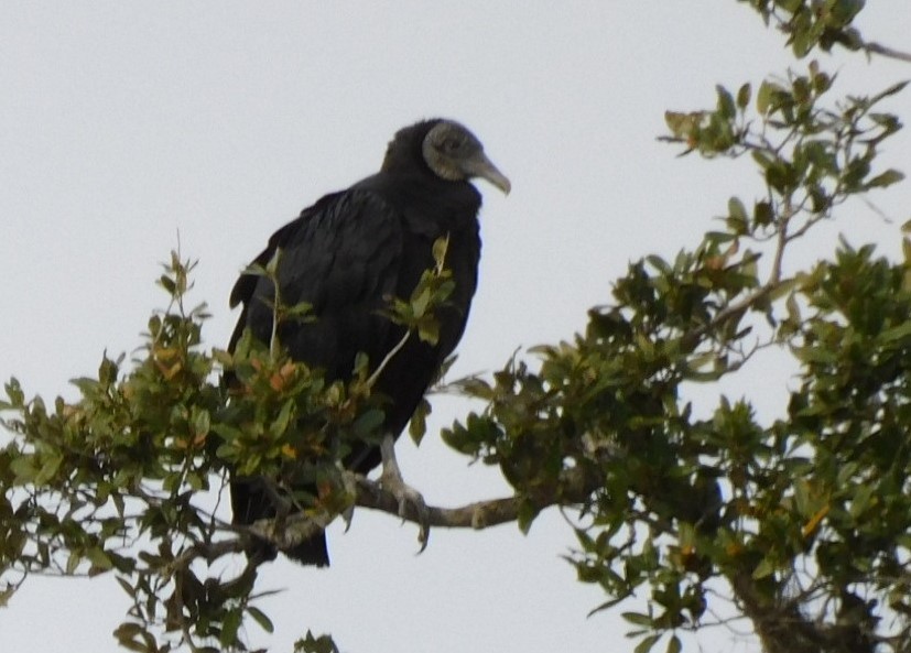 Black Vulture - ML611908167