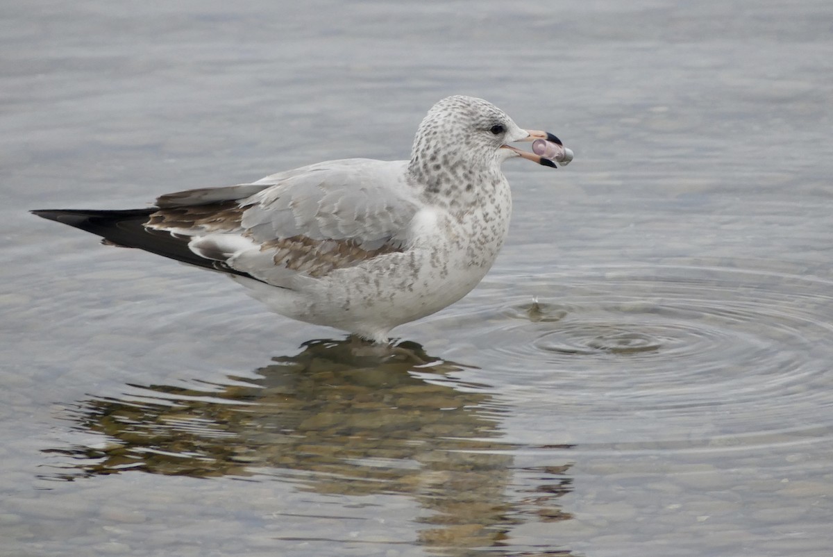 Ring-billed Gull - ML611908180