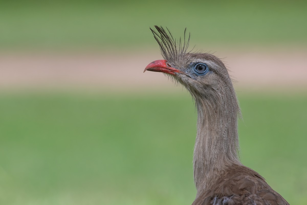 Red-legged Seriema - ML611908190