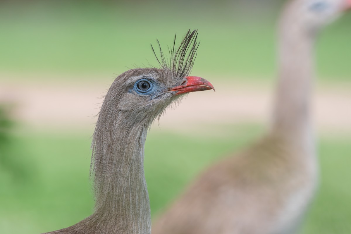 Red-legged Seriema - ML611908192