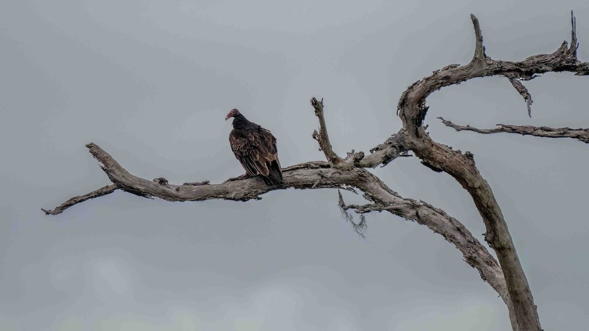 Turkey Vulture - ML611908234