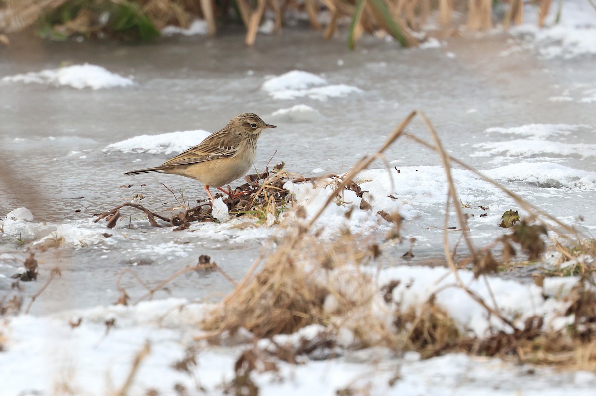 Blyth's Pipit - Zbigniew Kajzer