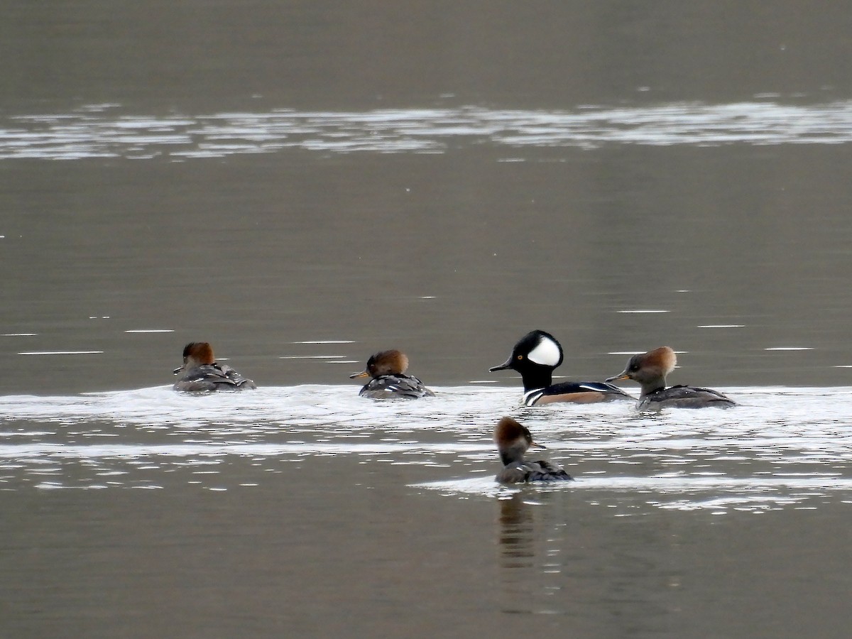 Hooded Merganser - ML611908342