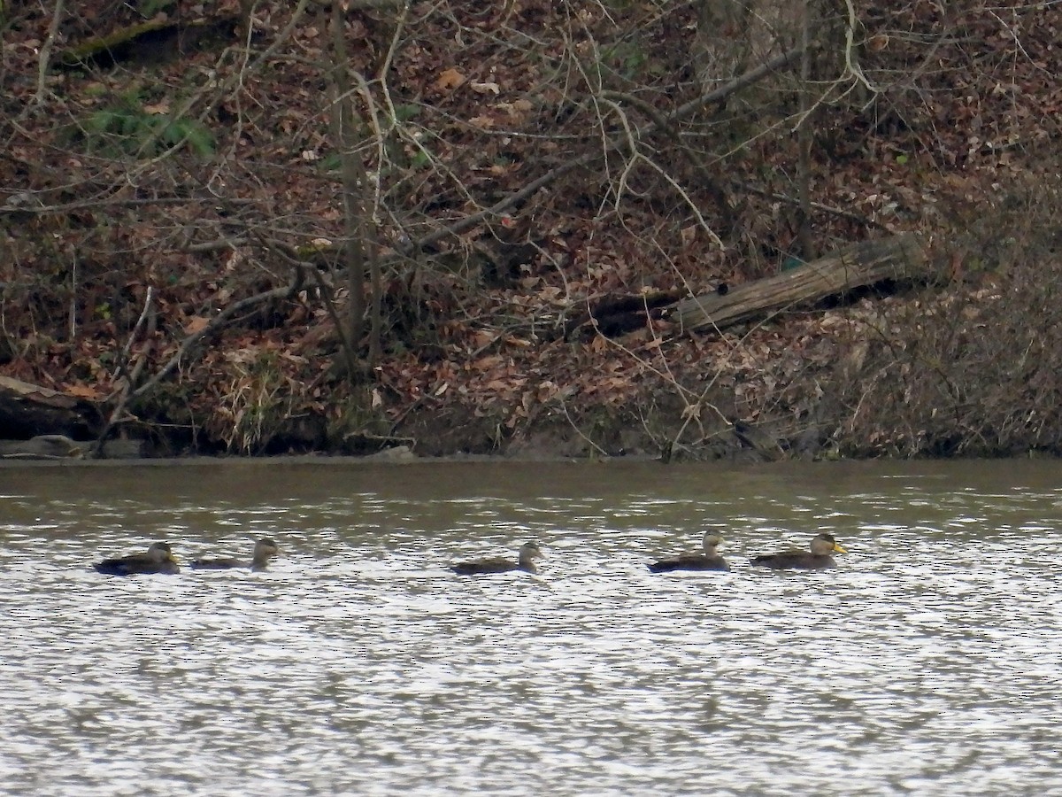 American Black Duck - Michael Schramm