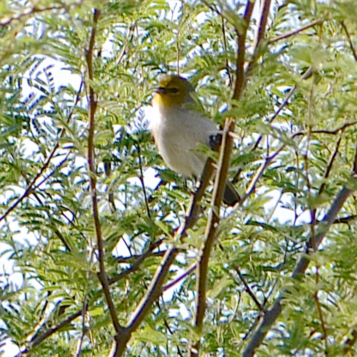 Verdin - ML611908504