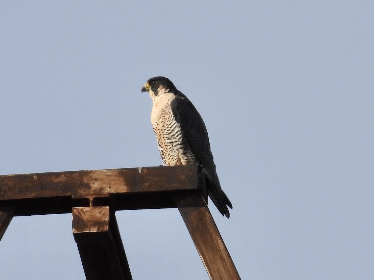 Peregrine Falcon - ML611908515