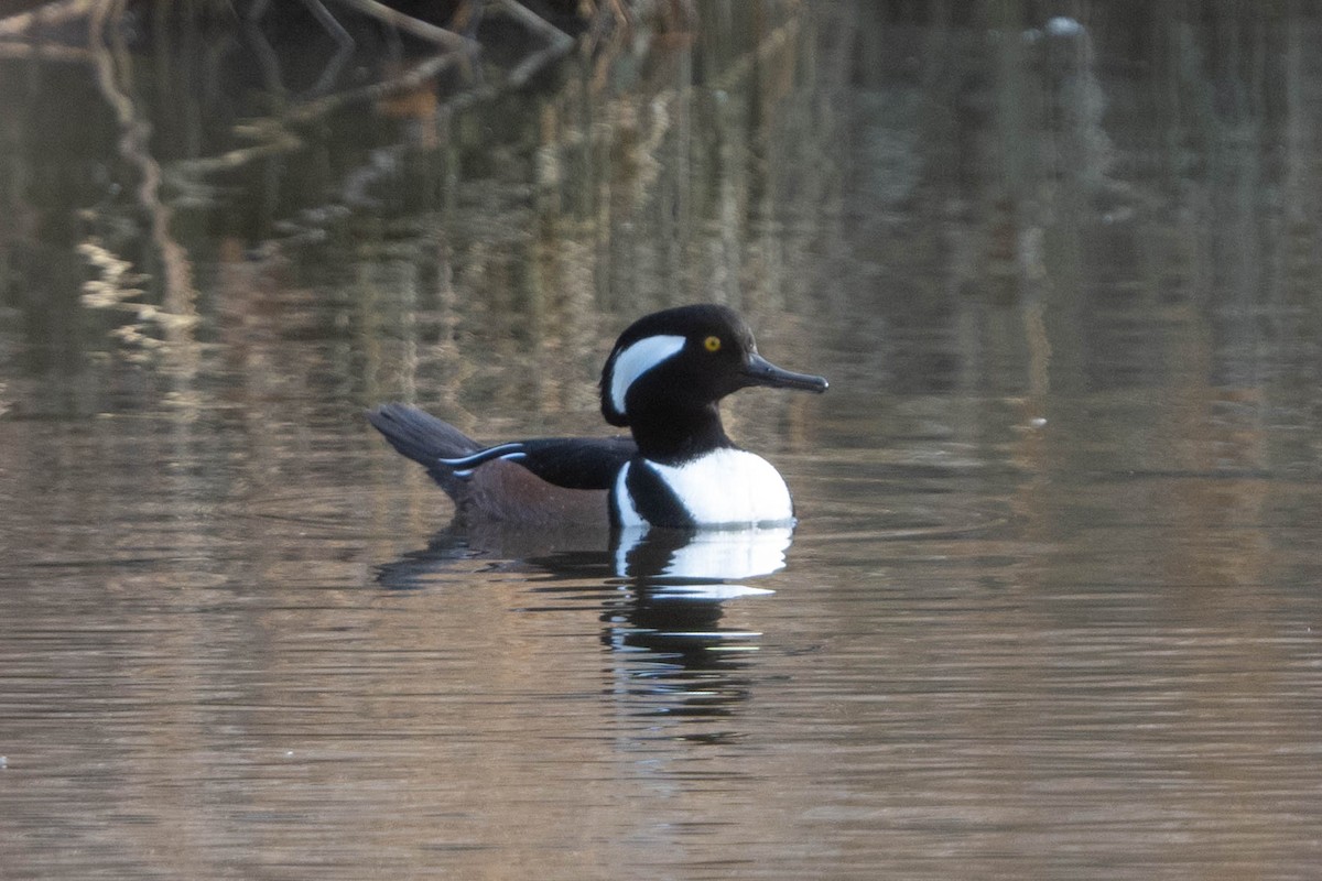 Hooded Merganser - ML611908543