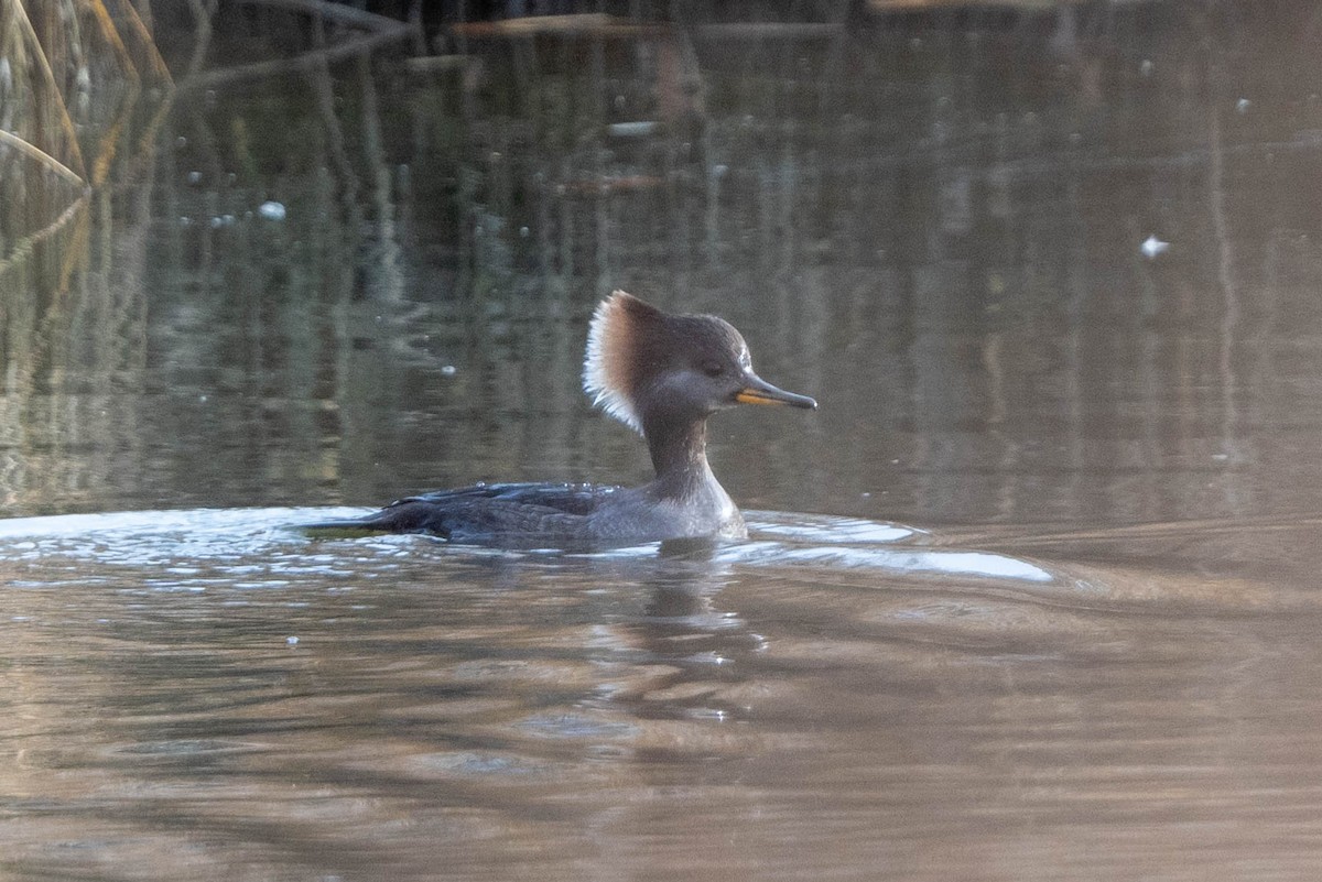 Hooded Merganser - ML611908544
