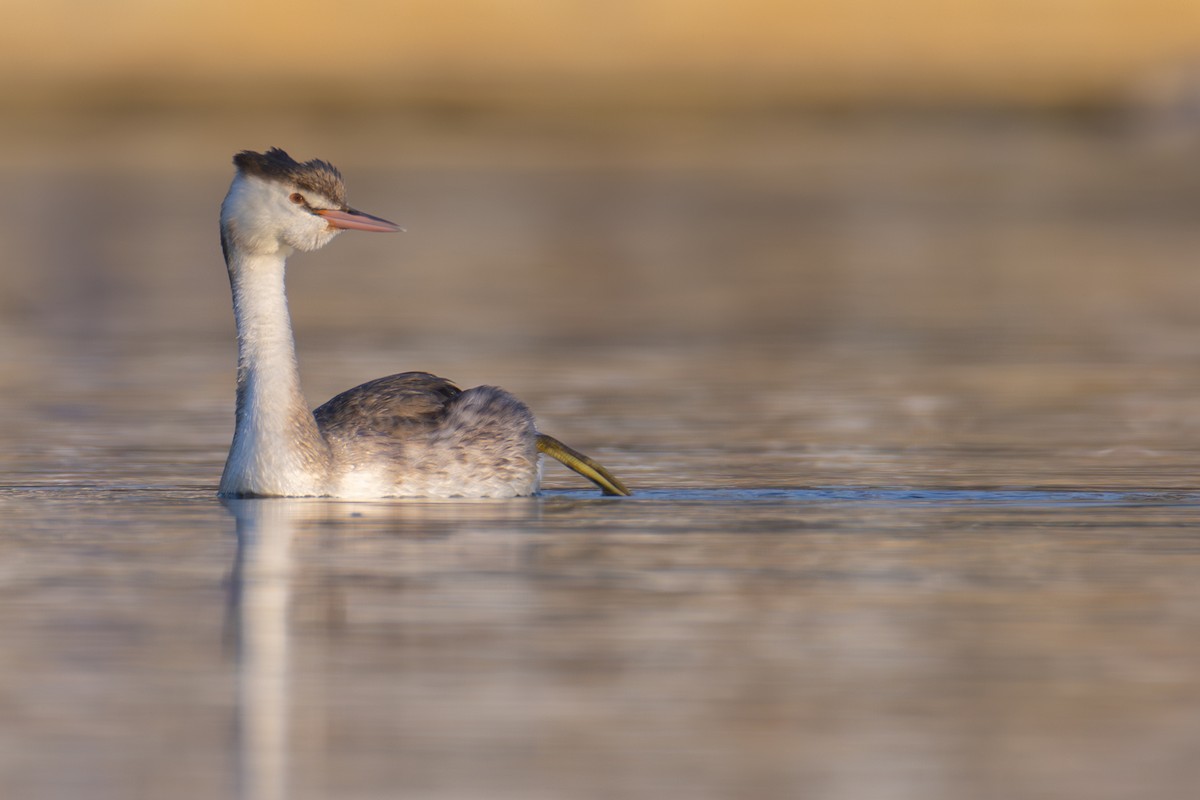 Great Crested Grebe - דויד סבן