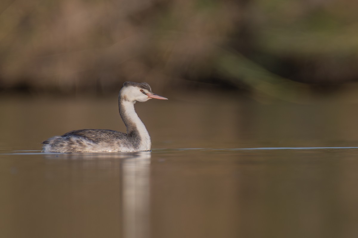Great Crested Grebe - דויד סבן