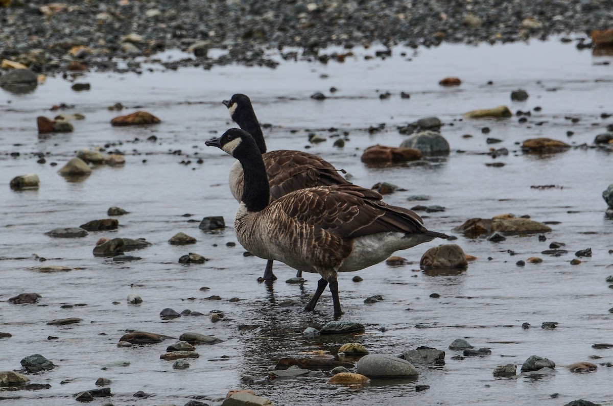 Canada Goose - ML611908596