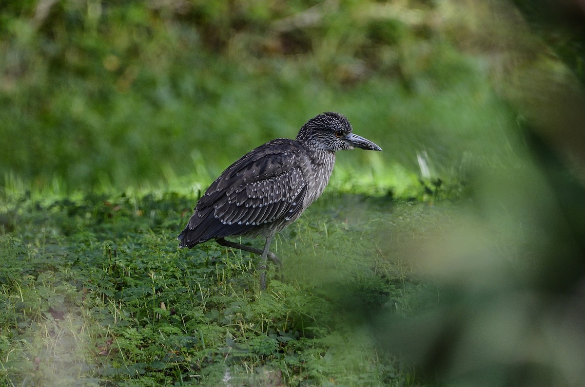 Yellow-crowned Night Heron - ML611908686