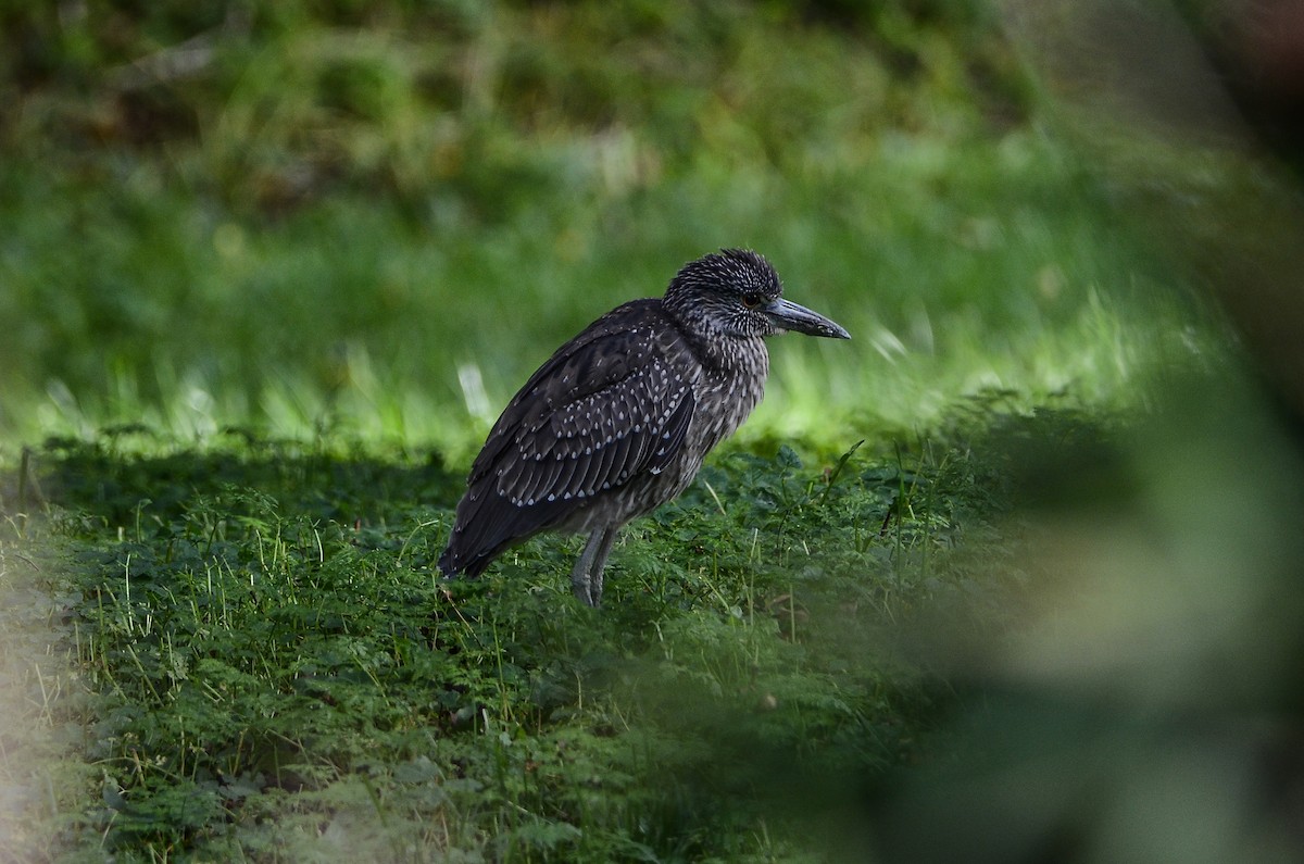 Yellow-crowned Night Heron - ML611908687