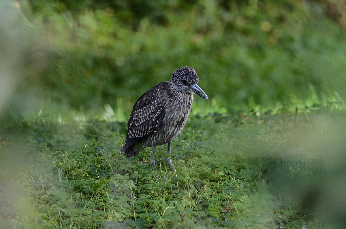 Yellow-crowned Night Heron - ML611908689