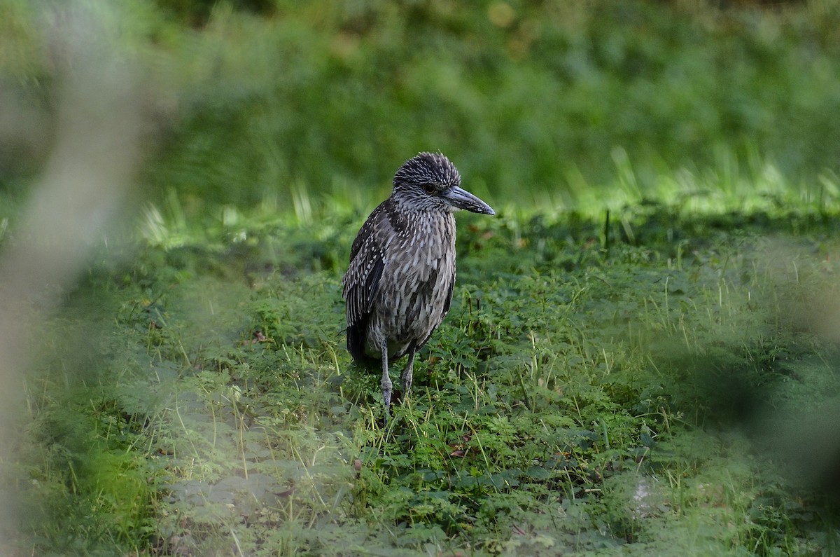 Yellow-crowned Night Heron - ML611908690