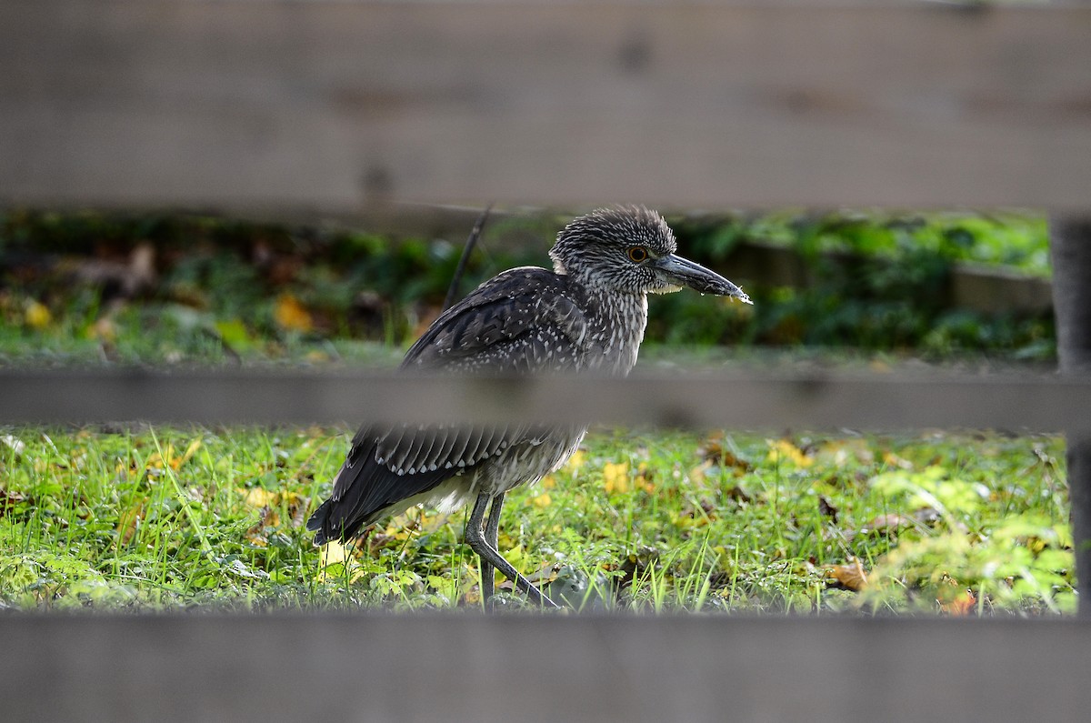 Yellow-crowned Night Heron - ML611908695