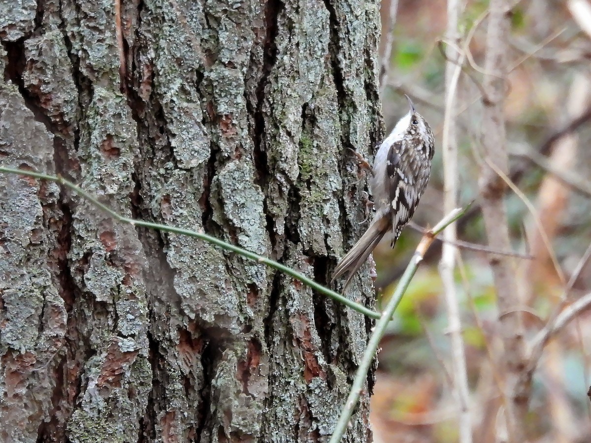 Brown Creeper - ML611908705