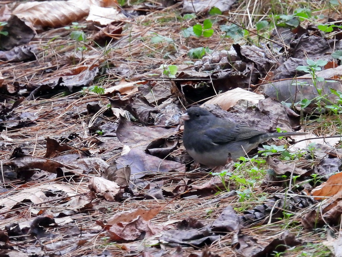 Junco ardoisé - ML611908708