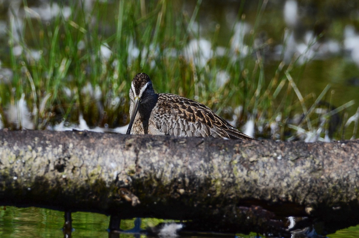 Short-billed Dowitcher - Roman Yaremchuk