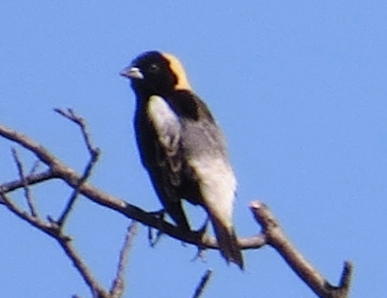 Bobolink - Eric R