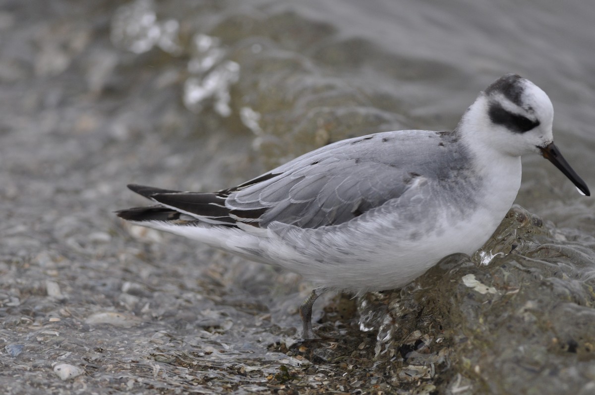 Phalarope à bec large - ML611908804