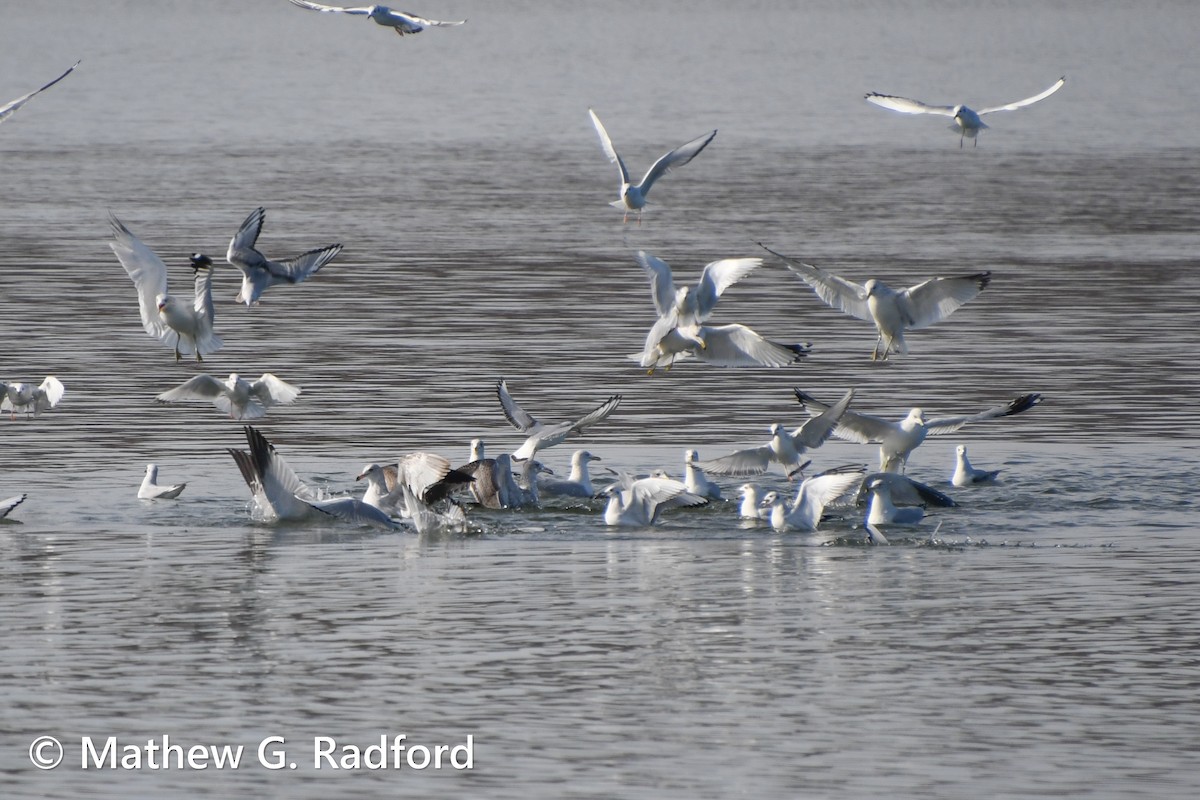 Ring-billed Gull - ML611908829