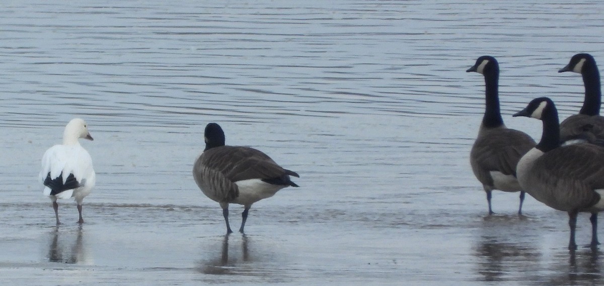 Snow Goose - ML611908845