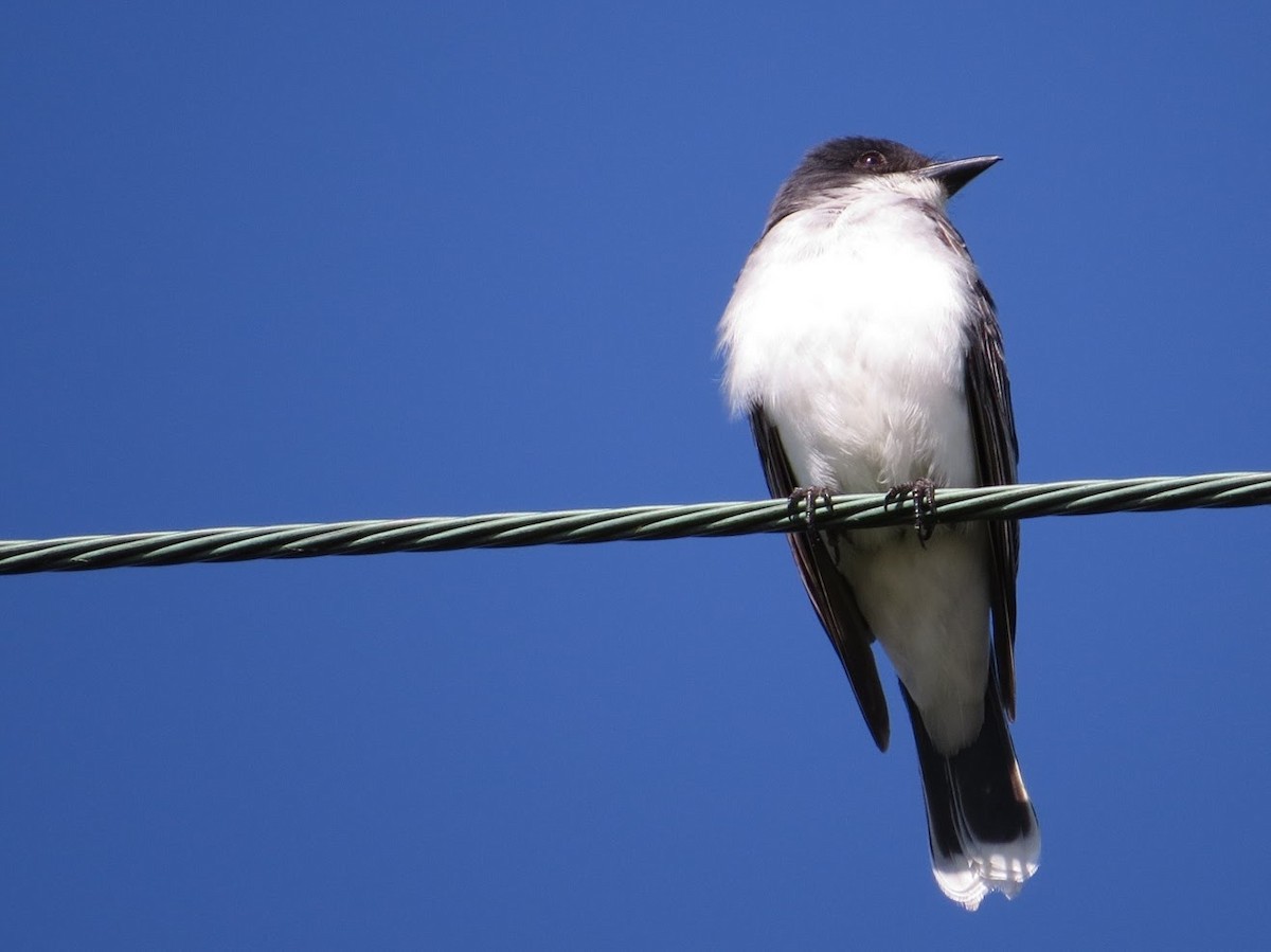 Eastern Kingbird - ML611908856