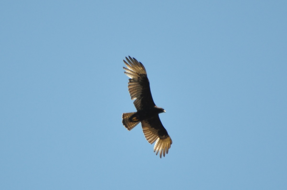 Zone-tailed Hawk - Simon Valdez-Juarez